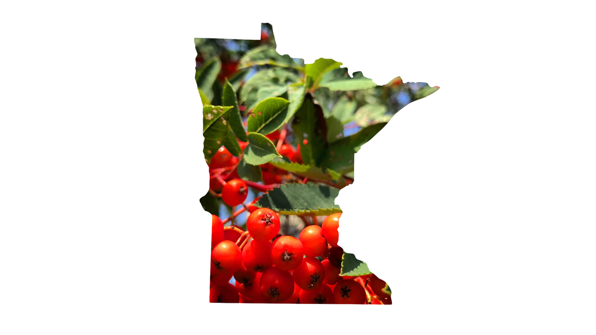 The 2024 Minnesota IFS community survey: what we learned